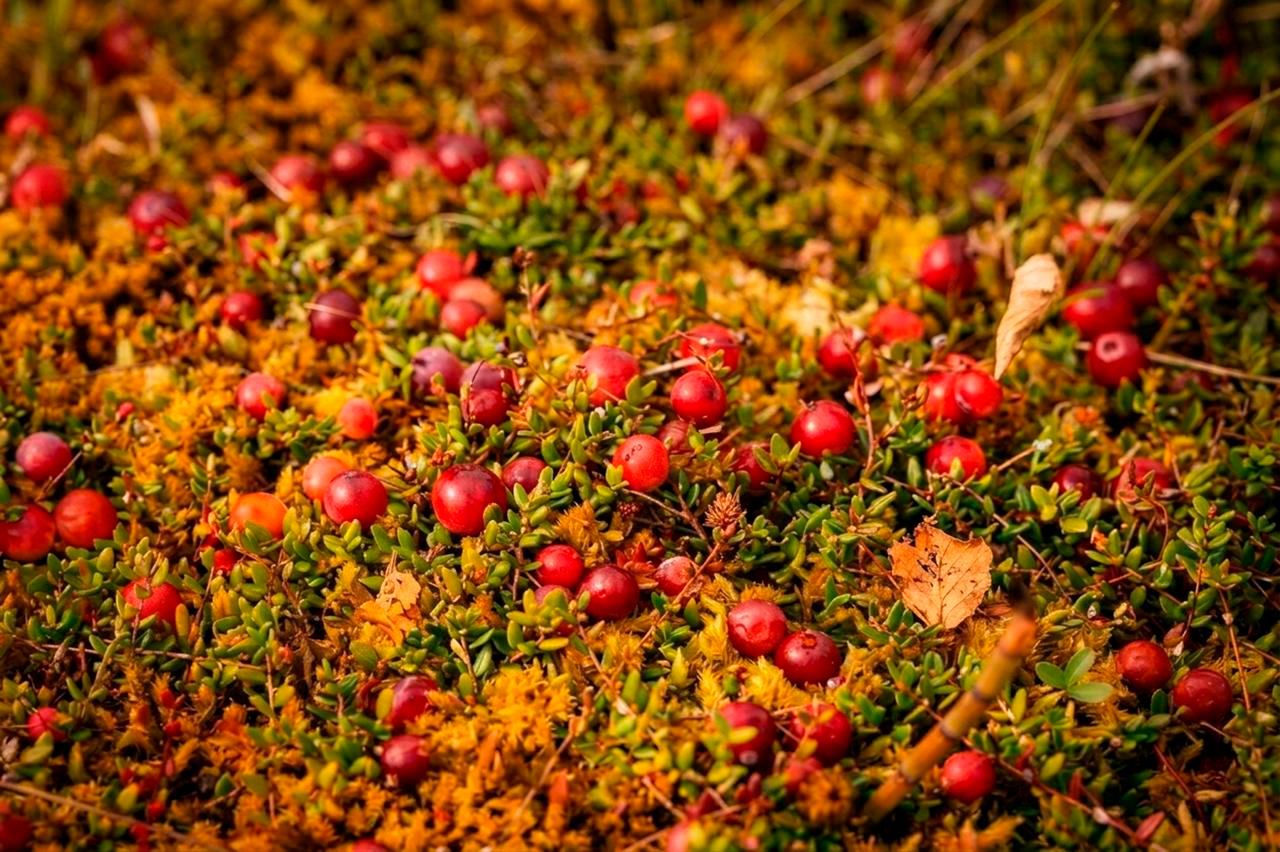 Autumn Essence DUO 